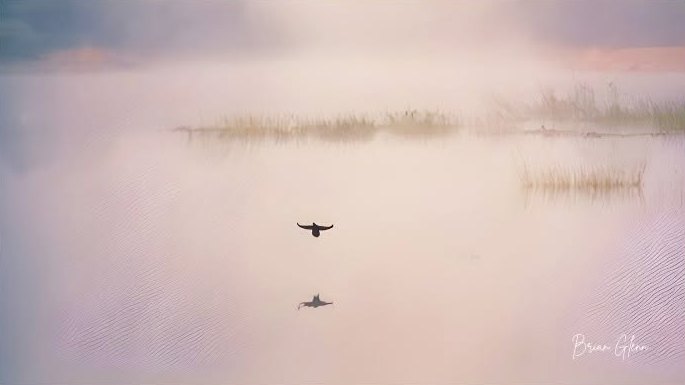 Morning Mist — a lone bird over a pink misted marsh